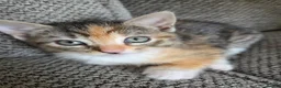 Mixed Breed cats for sale: Mixed litter of kittens  - Advert 1