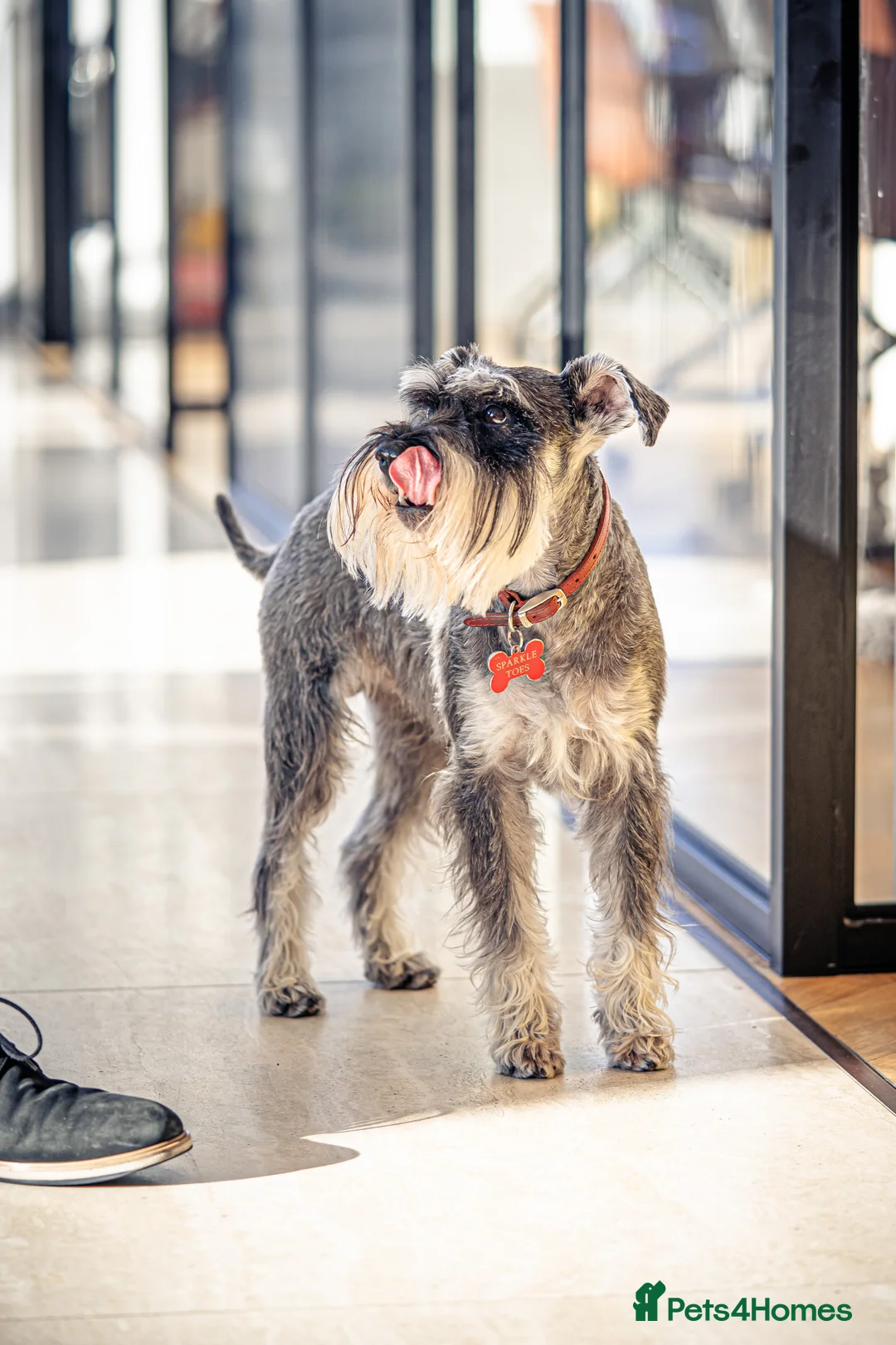 Miniature Schnauzer dogs for stud: Merlin - Advert 7