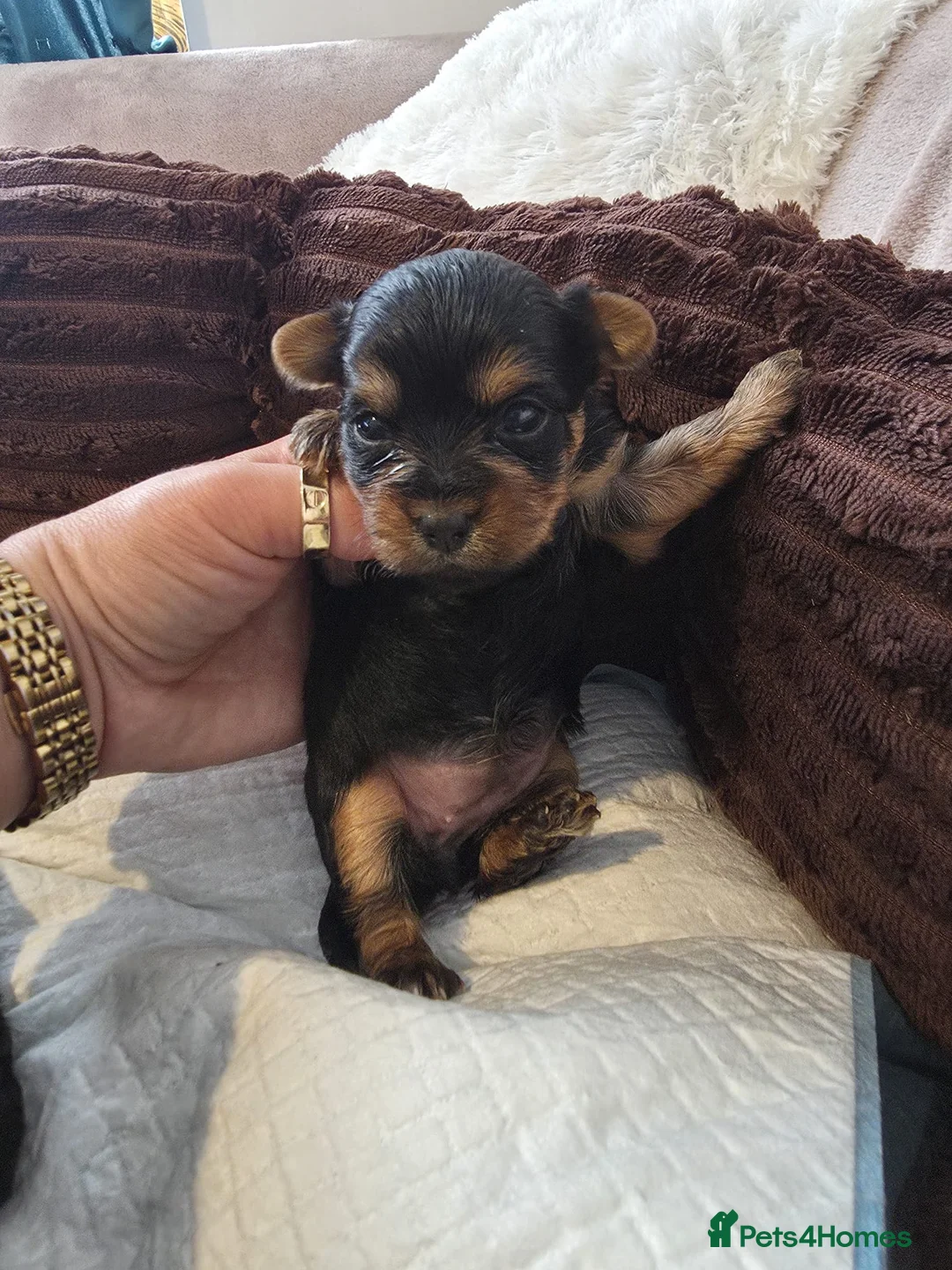 Yorkshire Terrier dogs for sale: Yorkshire Terrier mini  - Advert 4