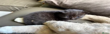 British Shorthair Kitten 2