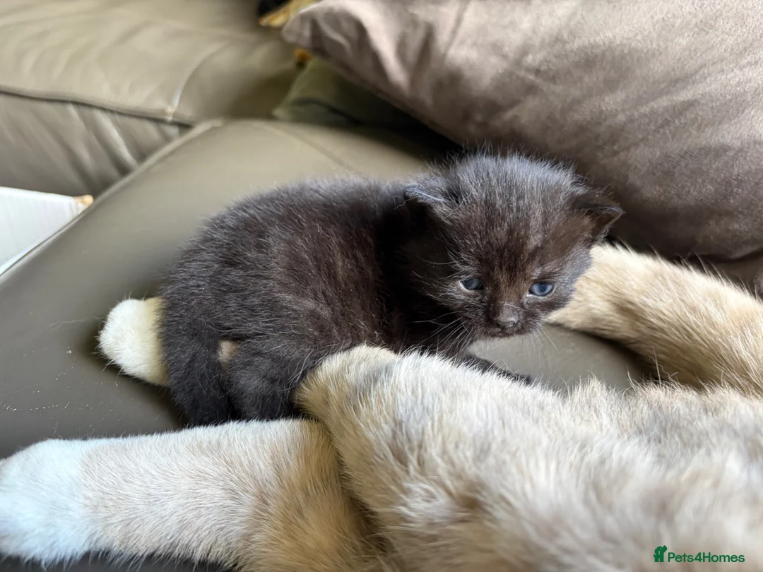 British Shorthair cats for sale: British shorthair cross kittens  - Advert 2