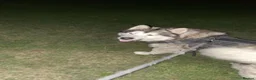 Alaskan Malamute dogs for stud: STUD ONLY Alaskan Malamute - Advert 3
