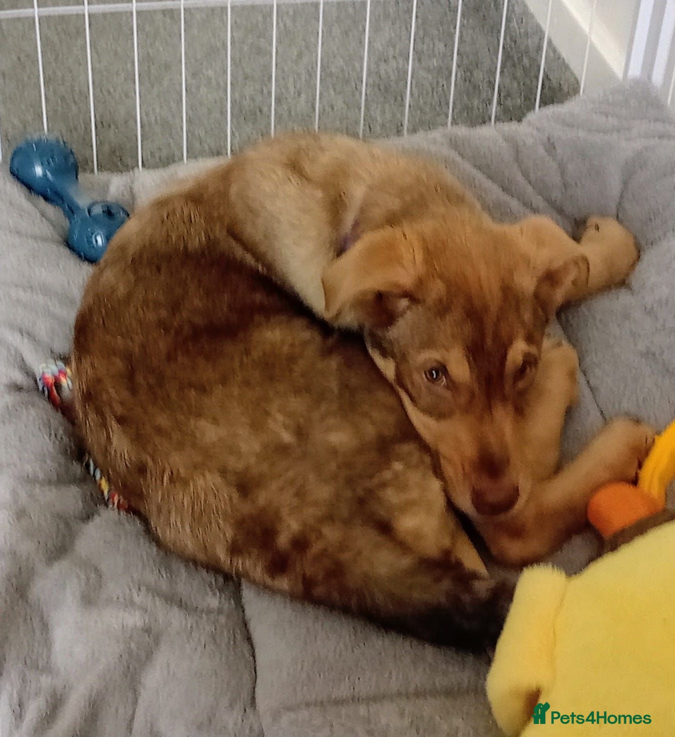 Mixed Breed dogs Donut 🍩  in Belper - Advert 1