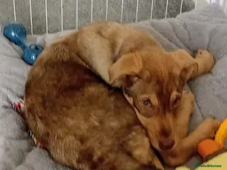 Mixed Breed dogs Donut 🍩 in Belper - Advert 7