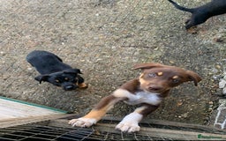 Australian Kelpie dogs for sale: Red kelpie puppy  - Advert 3