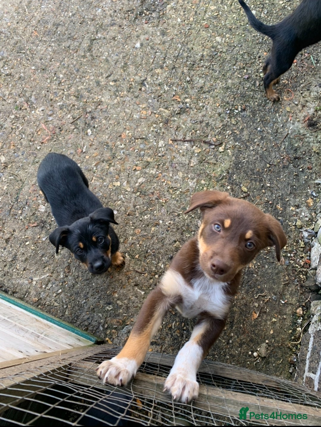 Australian Kelpie dogs for sale: Red kelpie puppy  - Advert 3