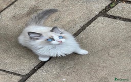 Ragdoll cats for sale: Pure Bred Ragdoll Kittens Available - Image 1