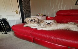 Shih Tzu dogs for sale: Puppies for sale 4 female and one male  - Image 7