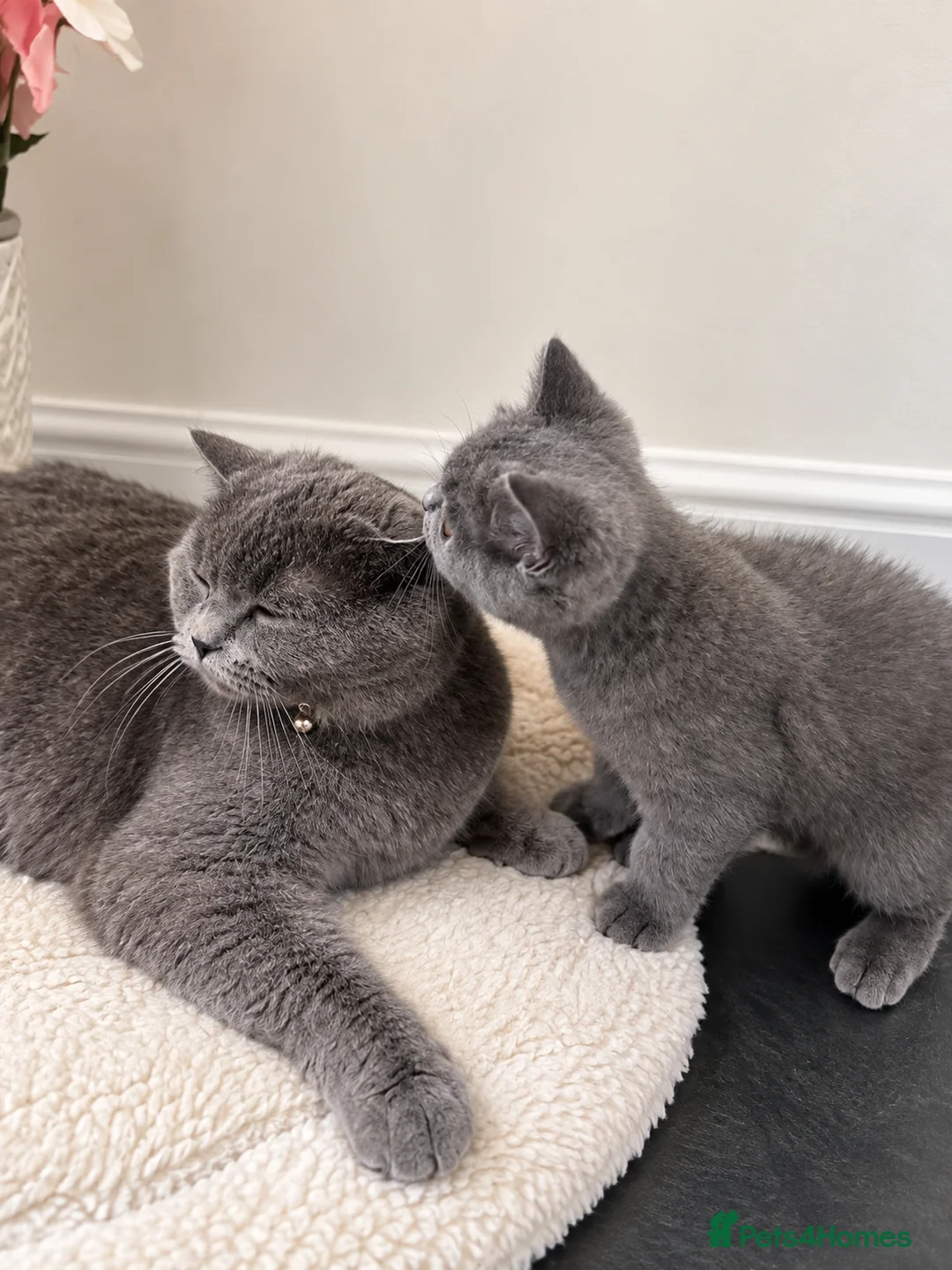 British Shorthair cats for sale: Beautiful British Shorthair girl  - Advert 7