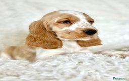 Cocker Spaniel dogs for sale: Golden Roan Full Health Tests Showline KC Reg Pups - Image 28