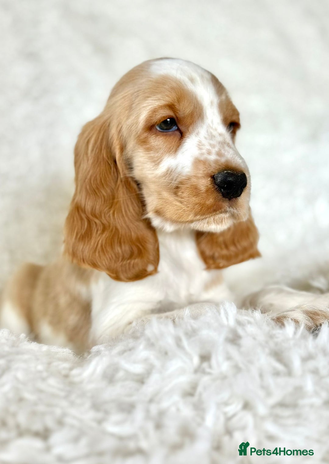 Cocker Spaniel dogs for sale: Golden Roan Full Health Tests Showline KC Reg Pups - Image 28