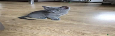 Russian Blue 1