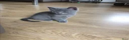 Russian Blue cats for sale: Russian Blue Kittens Looking for Forever Homes - Advert 2