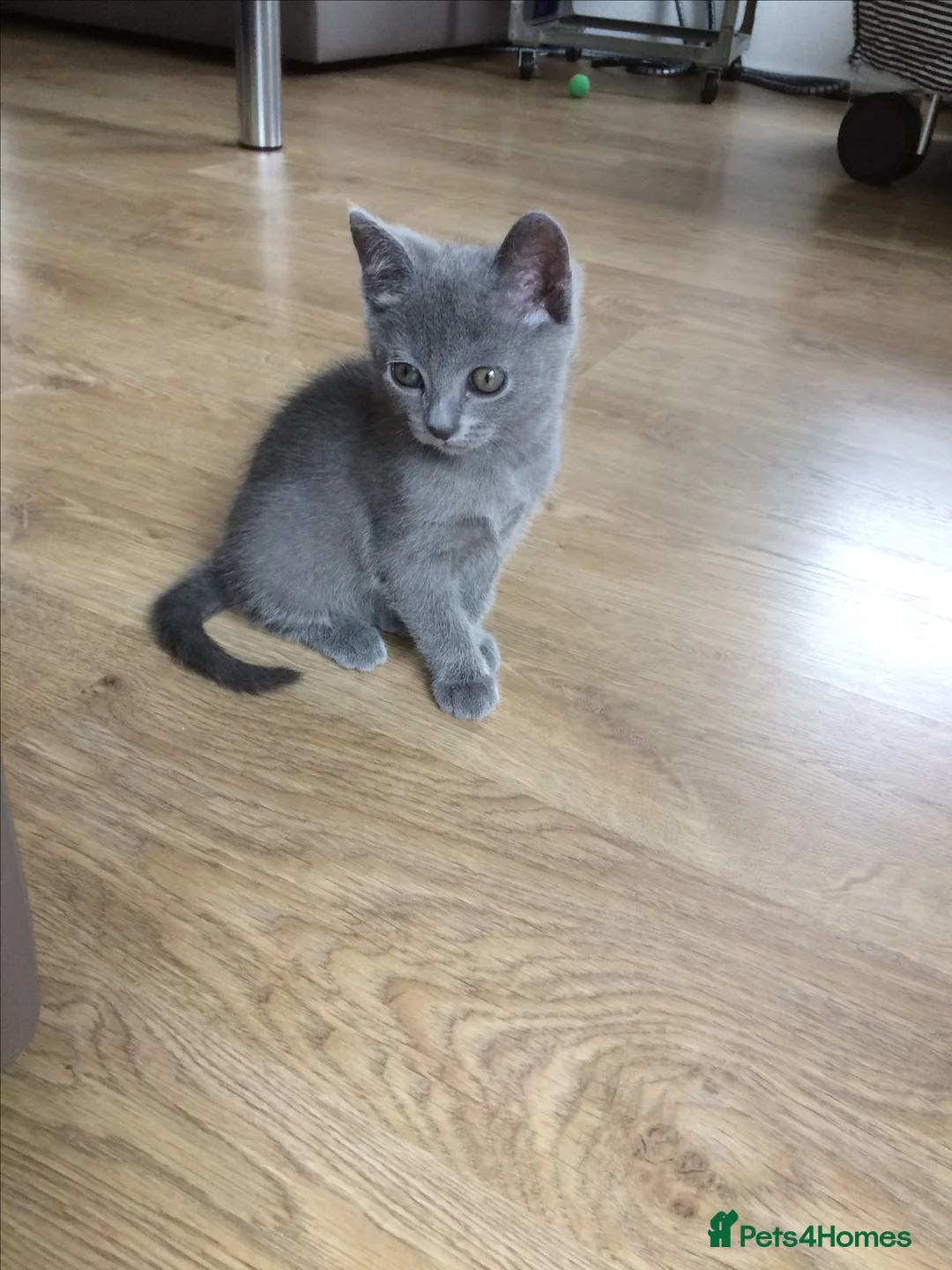 Russian Blue cats for sale: Russian Blue Kittens Looking for Forever Homes - Advert 2