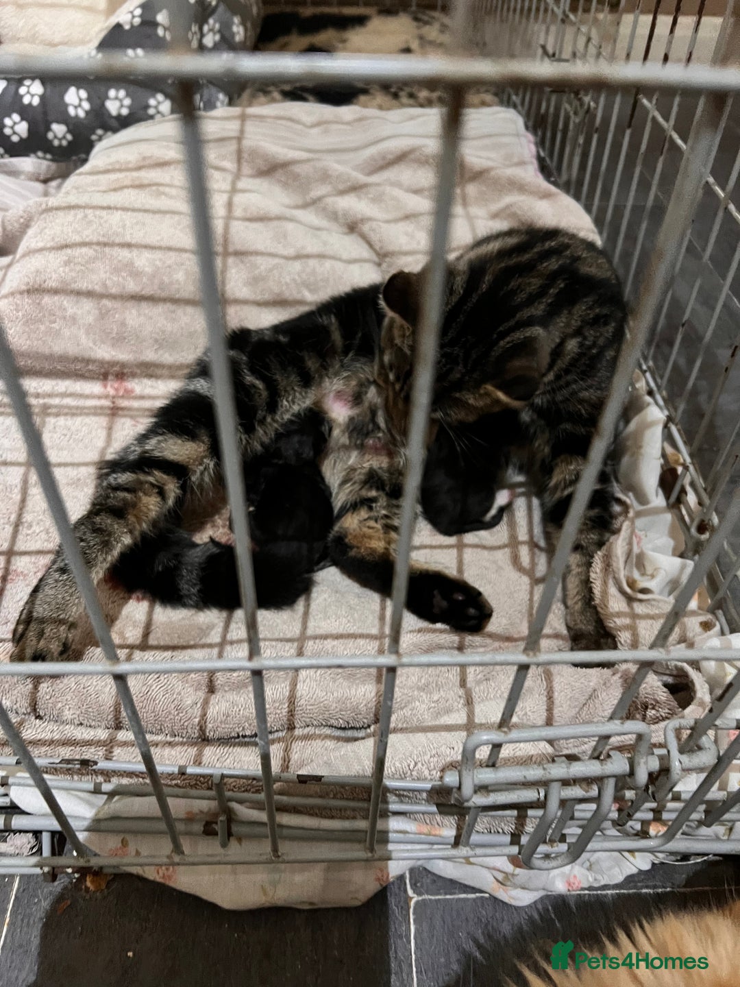 Maine Coon cats for sale: Big boy Maine coon kitten cross  - Advert 3