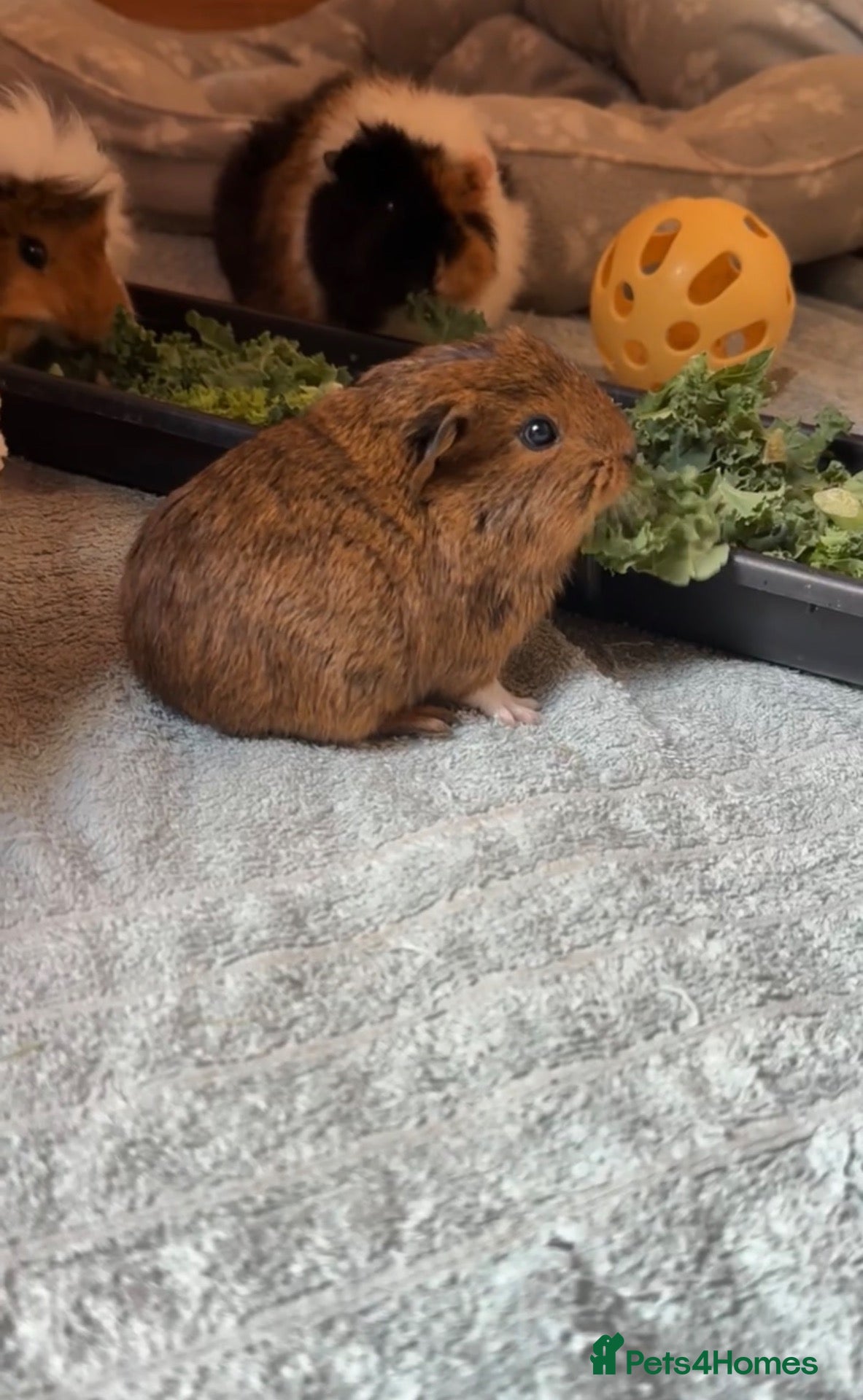 Guinea Pig rodents 2 sweet baby boars - Advert 1