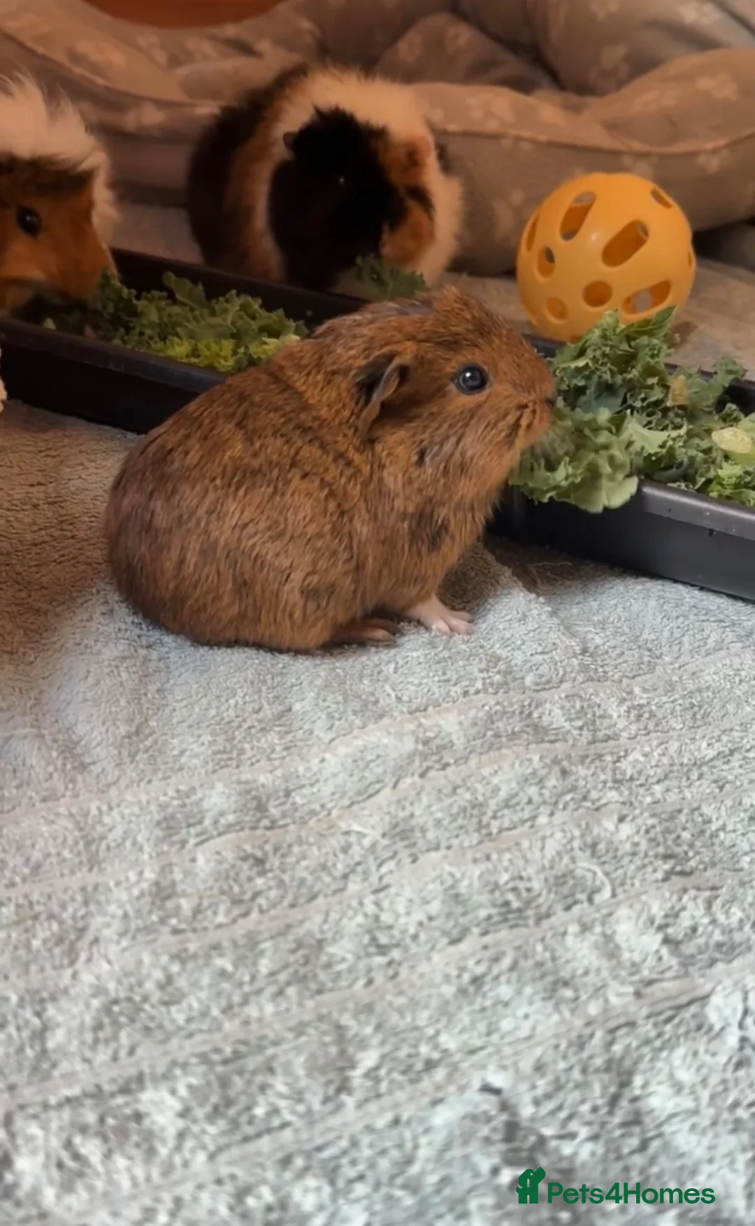 Guinea Pig rodents for sale: 2 sweet baby boars - Advert 1