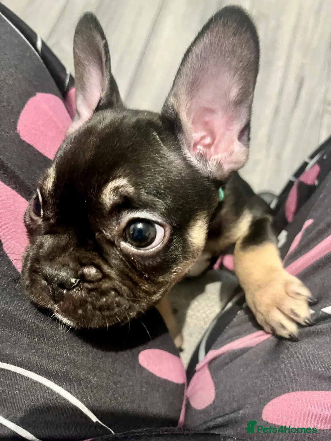 French Bulldog dogs for sale: 12 week old French bulldog male - Advert 4