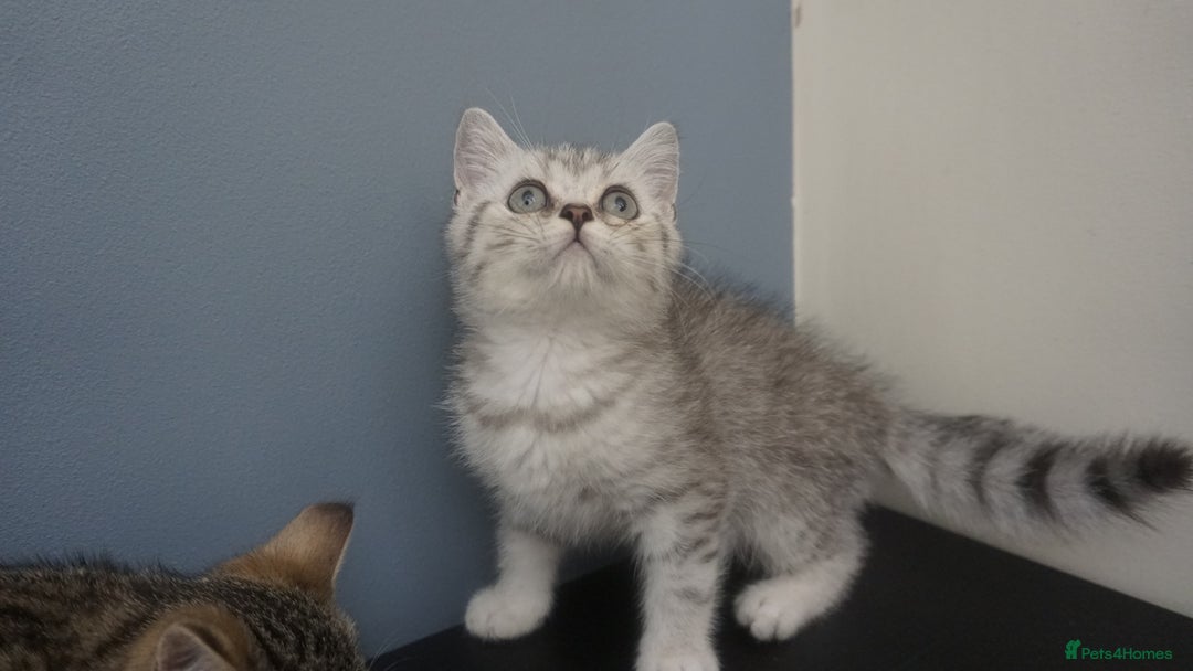 British Shorthair cats for sale: STUNNING British Shorthair Kittens Silver Tabbies - Image 6