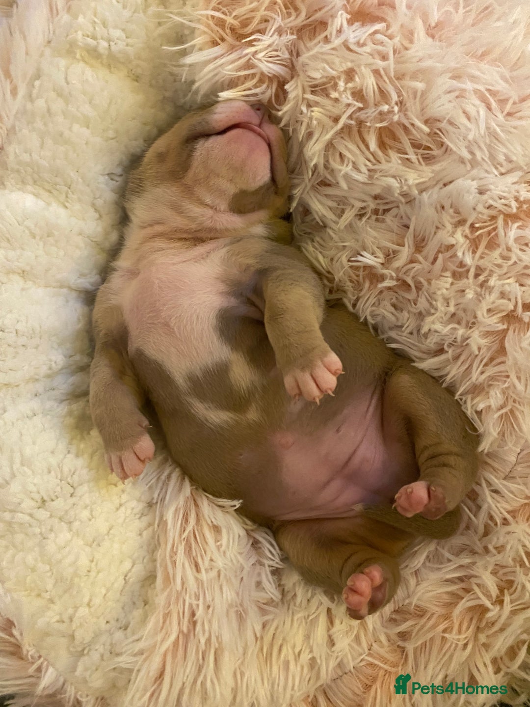 American Bully dogs for sale: American bully  - Advert 9