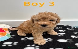 Toy Poodle dogs for sale: Adorable Playful Toy Poodles - 3 Boys Left - Image 9