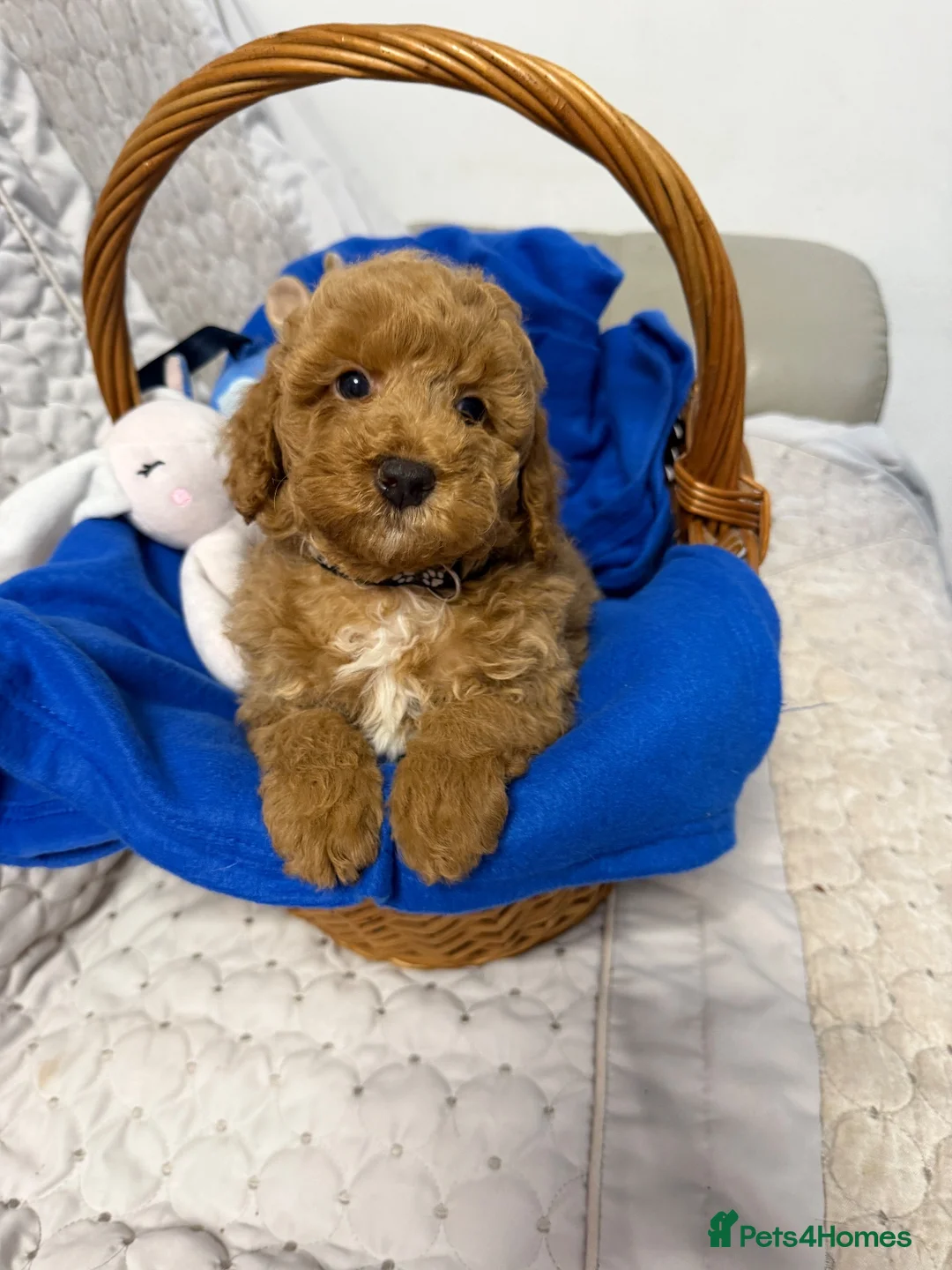 Cavapoo dogs for sale: Cavapoo F1b Puppies with Health Tested Parents - Advert 2