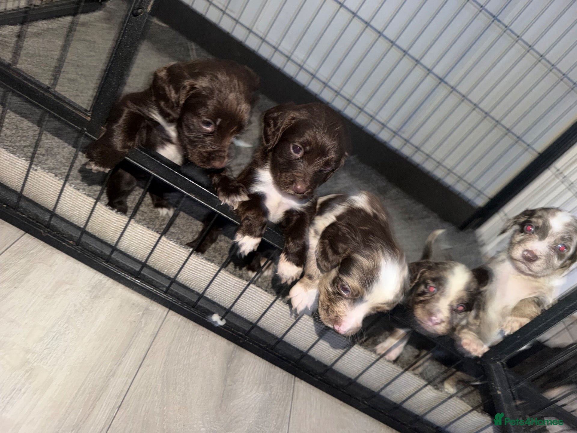 Cocker Spaniel dogs Beautiful litter of working cockerspaniel babies🐾 - Advert 1