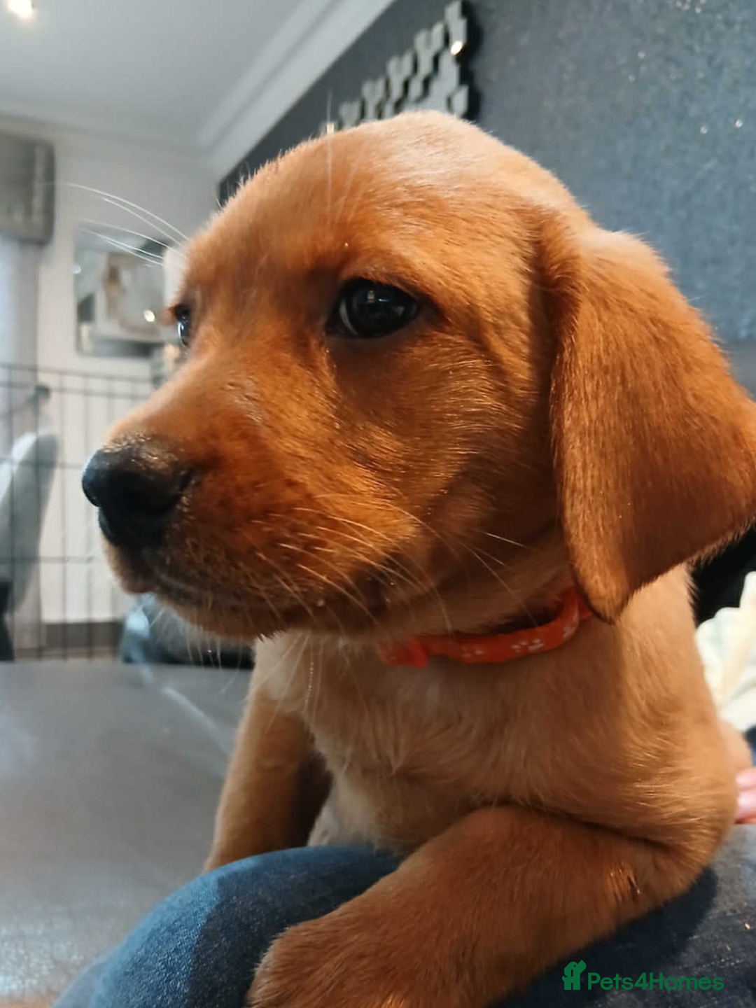 Labrador Retriever dogs for sale: KC Reg Fox Red Labrador pups.Council licensed. - Image 8