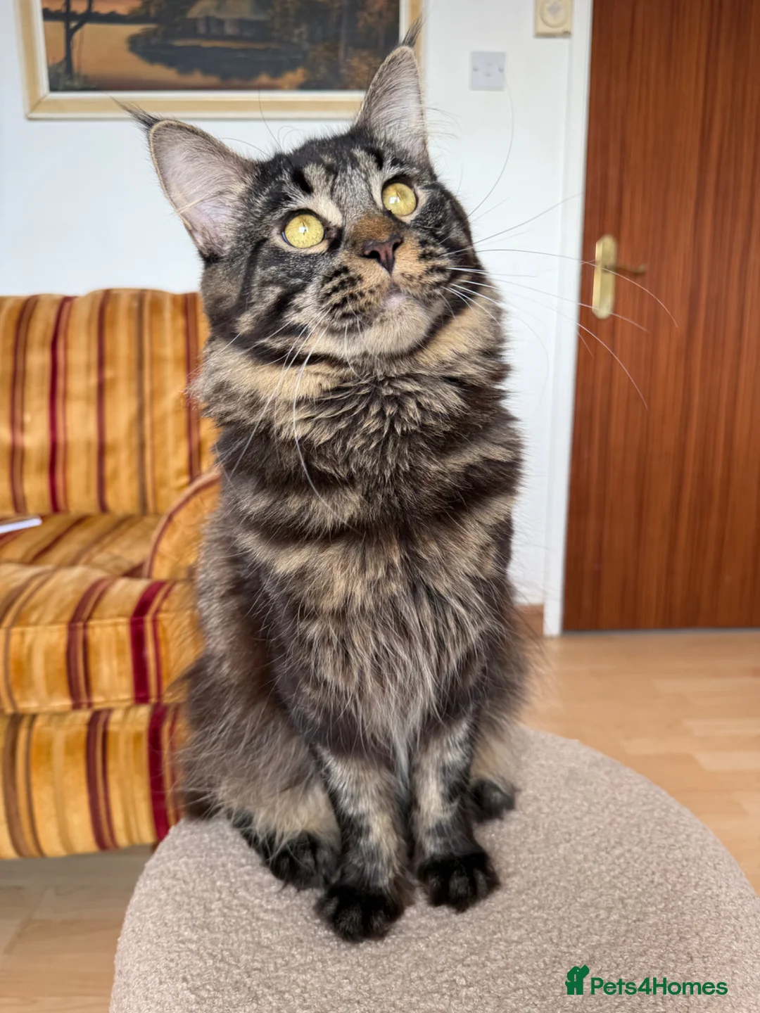 Maine Coon cats for sale: Maine Coon in Carrickfergus - Advert 9