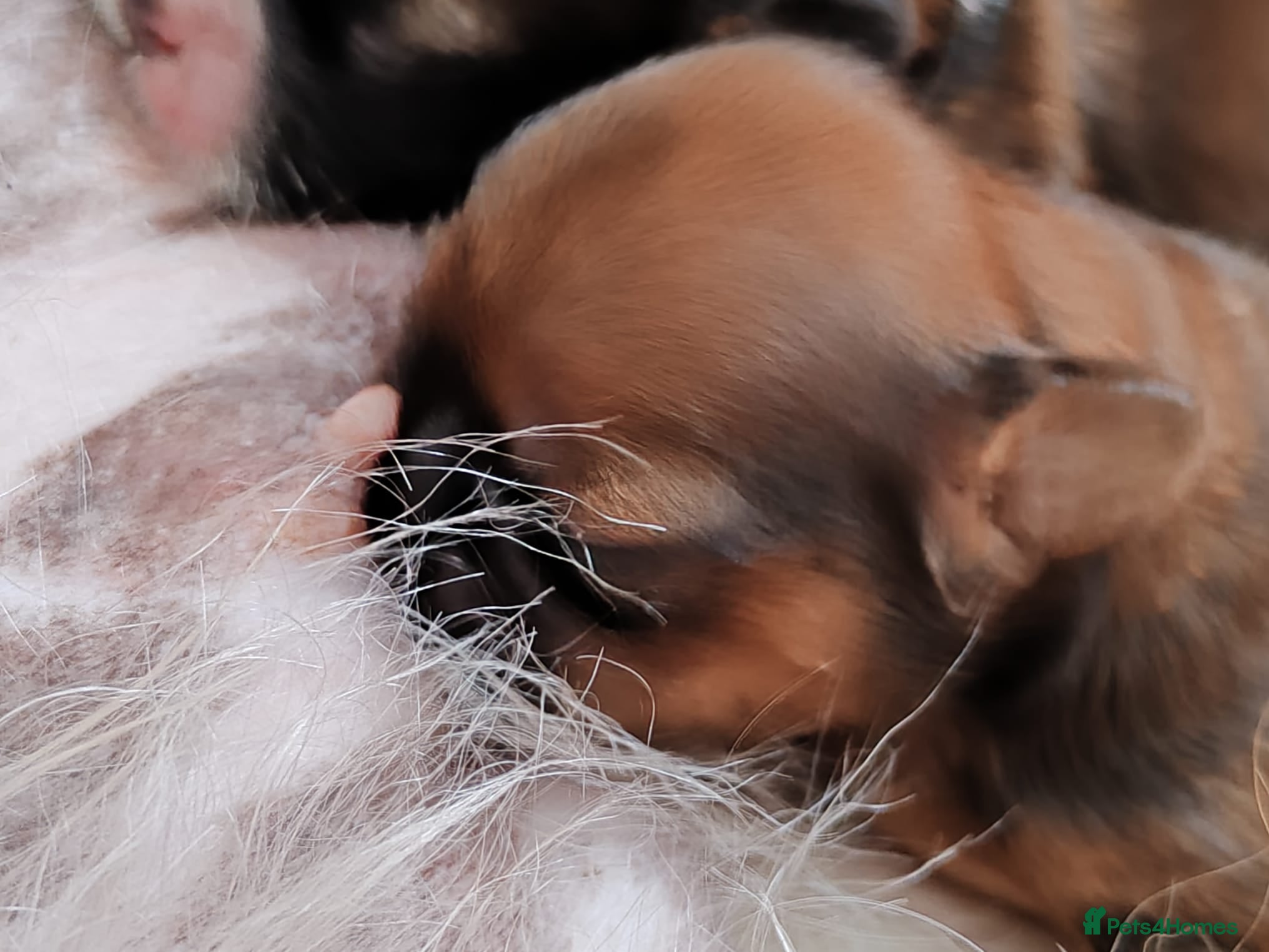 Shih Tzu dogs Choco 1 - Advert 2