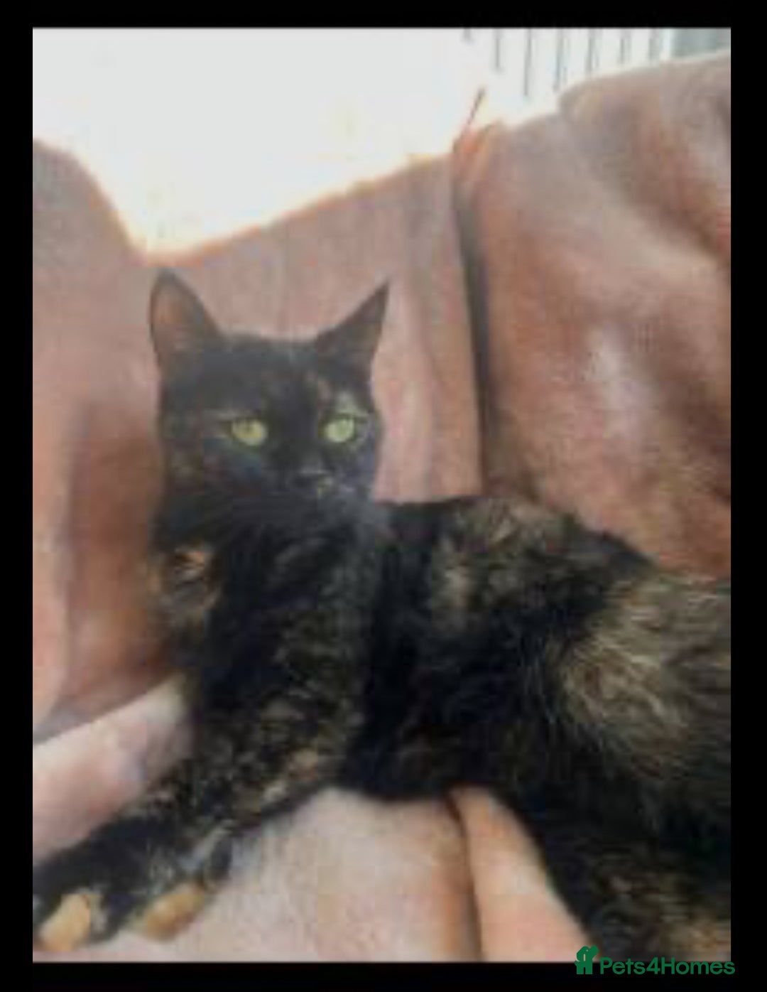 Persian cats for sale: ✨ 10-Week-Old Persian X Kitten ✨ - Advert 2