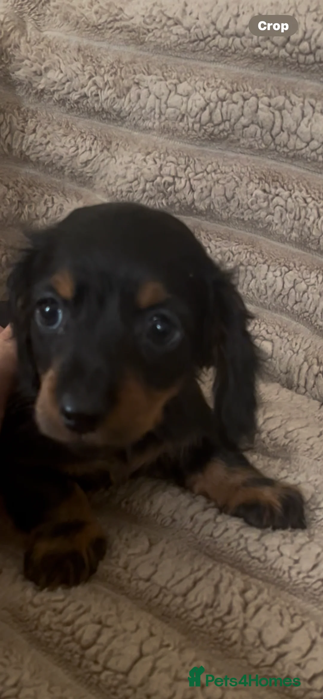 Miniature Dachshund dogs for sale: 2 beautiful pups  - Advert 8