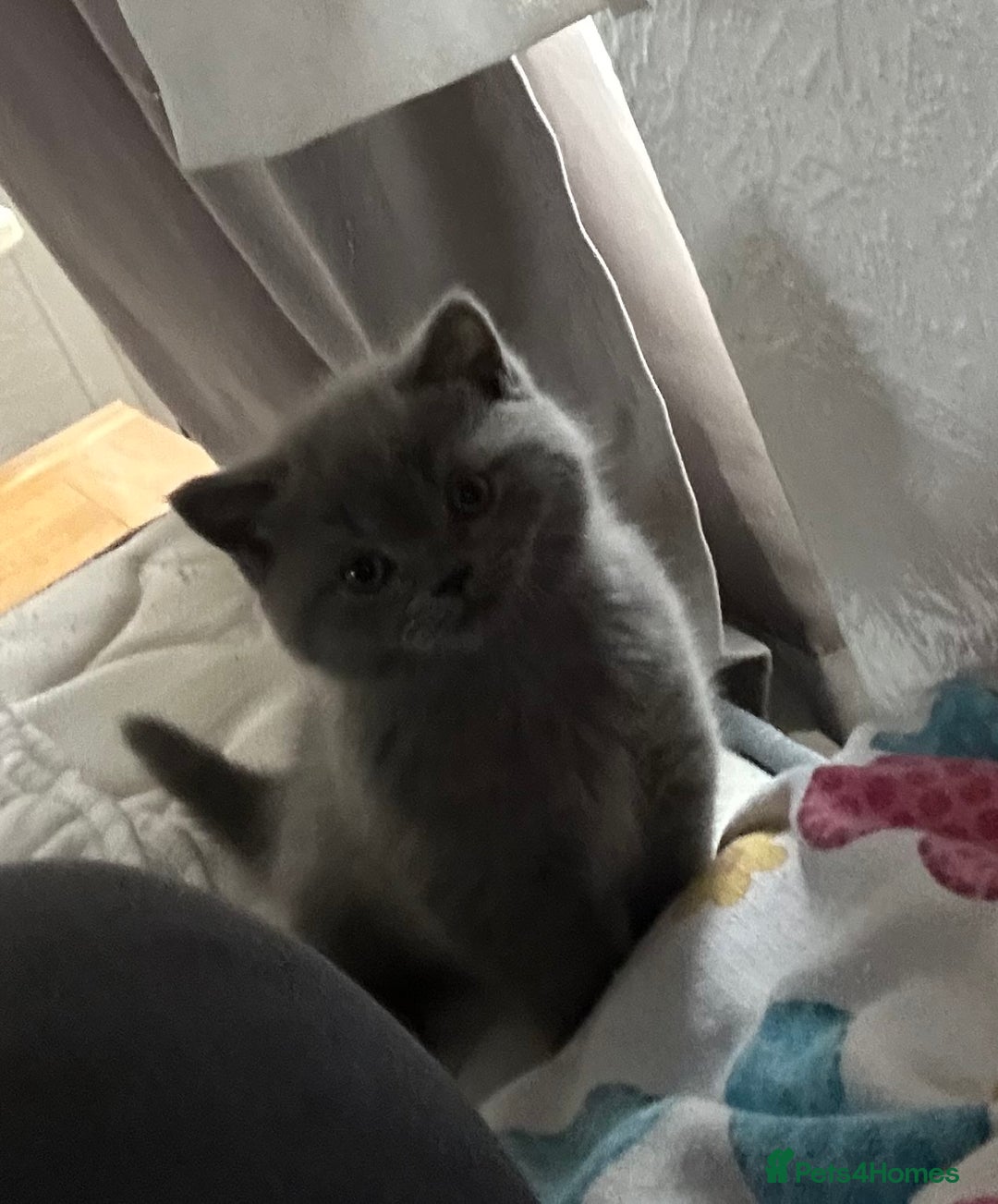 British Longhair cats for sale: Ready to go amazing kitties  - Advert 22