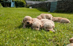 Labrador Retriever dogs for sale: Healthy Adorable kC registered Labrador puppies  - Image 3