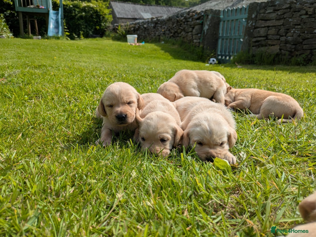 Labrador Retriever dogs for sale: Healthy Adorable kC registered Labrador puppies  - Image 3