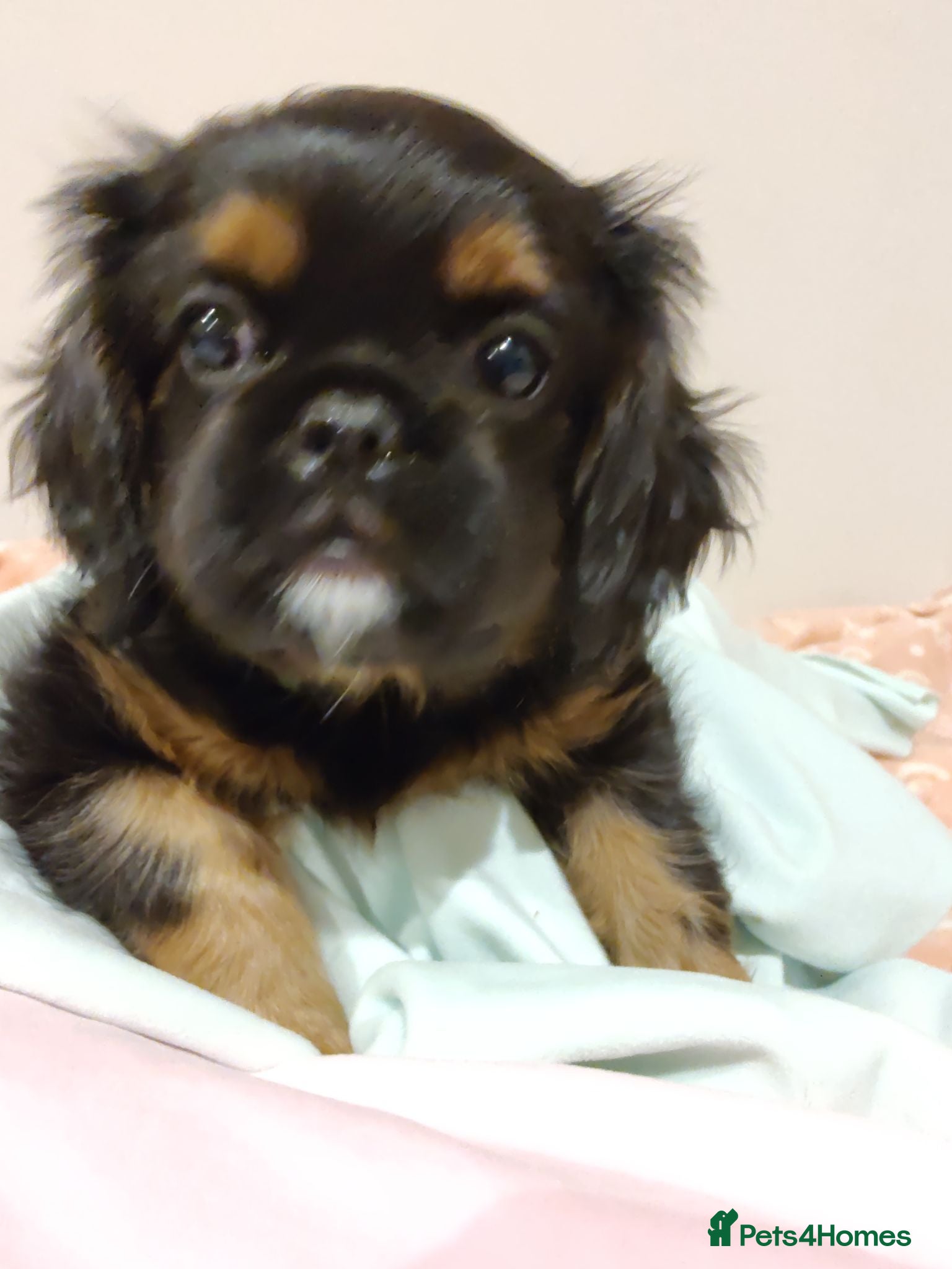 Mixed Breed dogs Adorable Teddy Bear Pupps CKCS × Griffon Belge - Advert 2