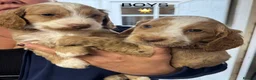 Cockapoo dogs for sale: F1 Cockapoos ..5🌟licenced breeder - Advert 7