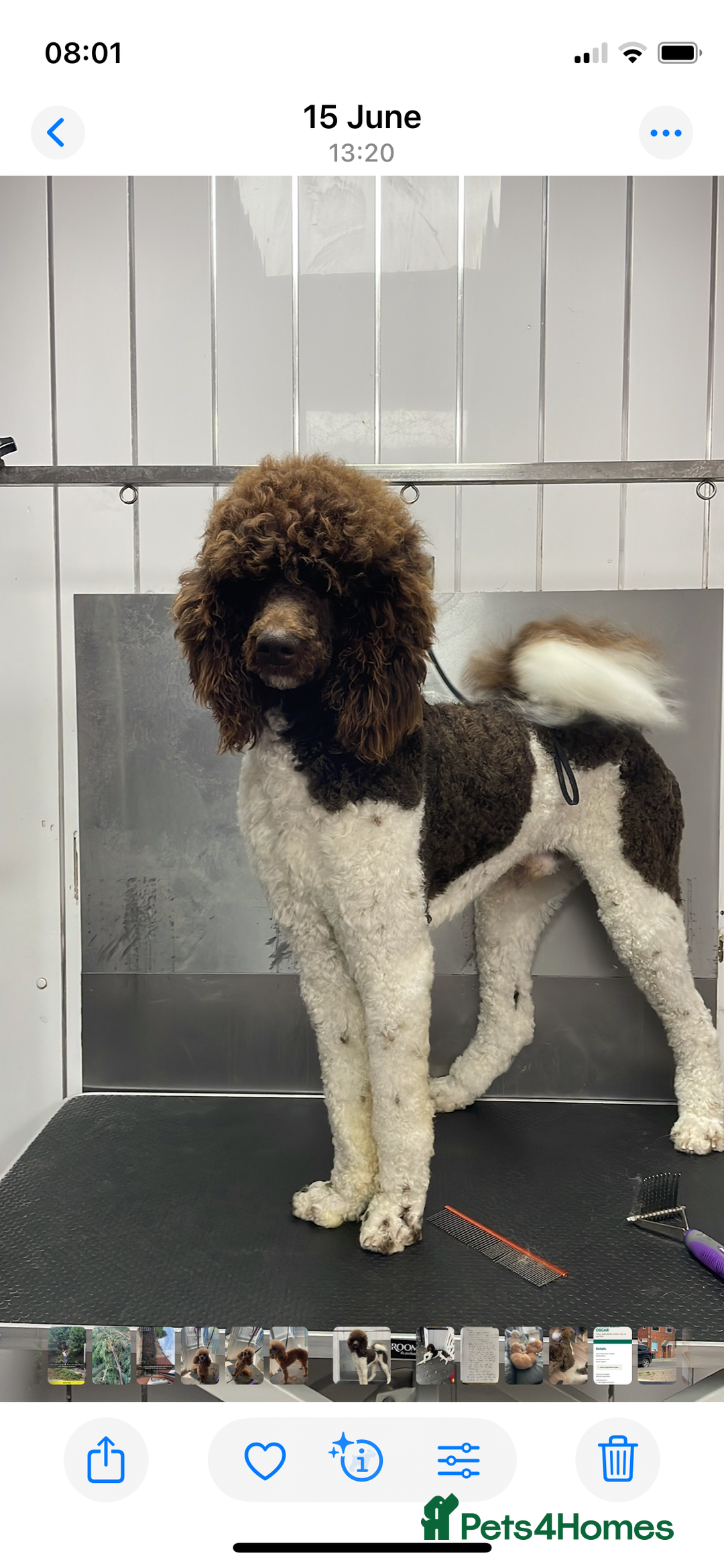 Standard Poodle dogs for stud: Brown & white parti standard poodle  - Image 2