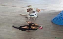 Mixed Breed dogs for sale: Male springer spaniel cross jack russel - Advert 3