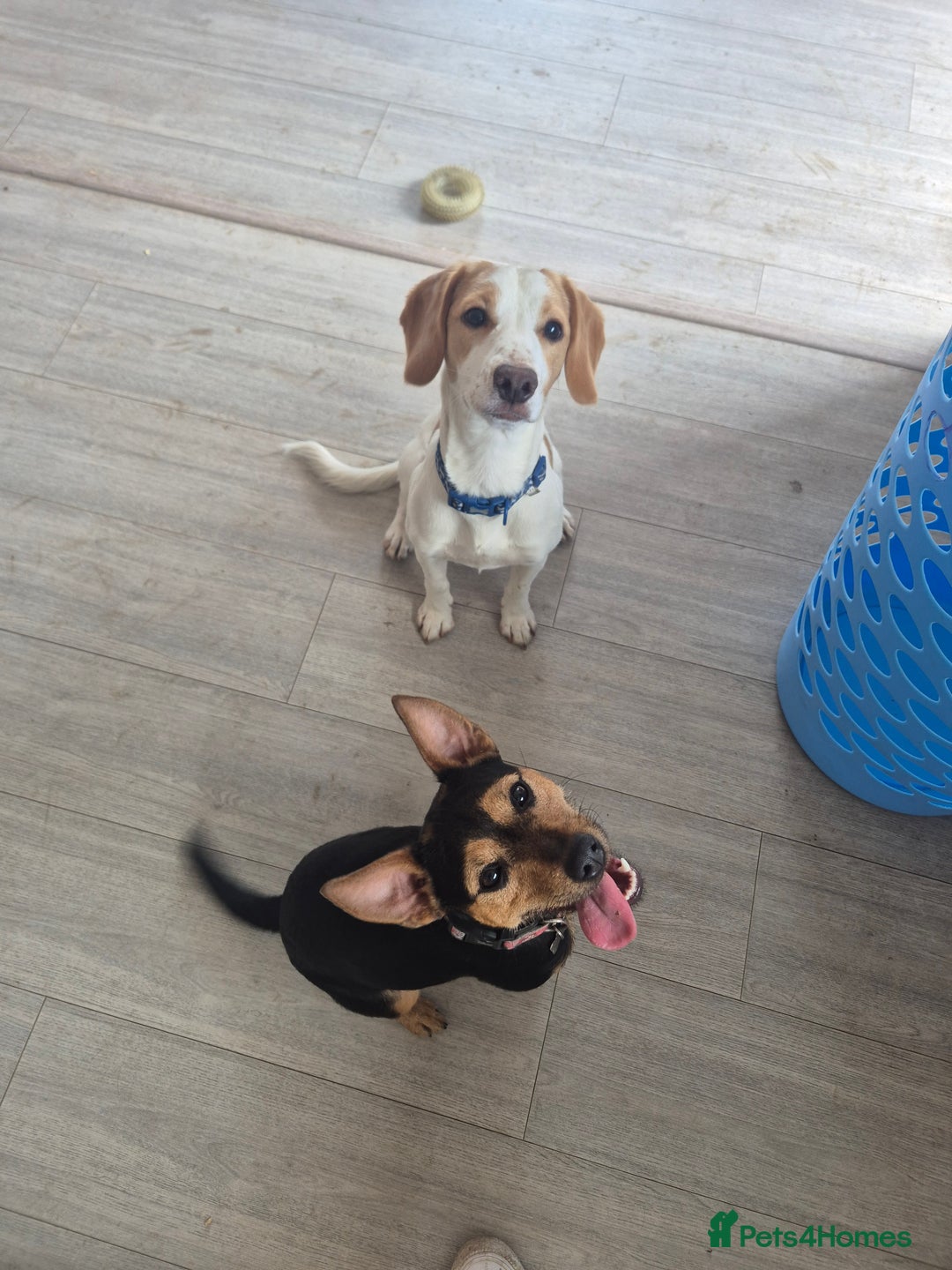 Mixed Breed dogs for sale: Male springer spaniel cross jack russel - Advert 3