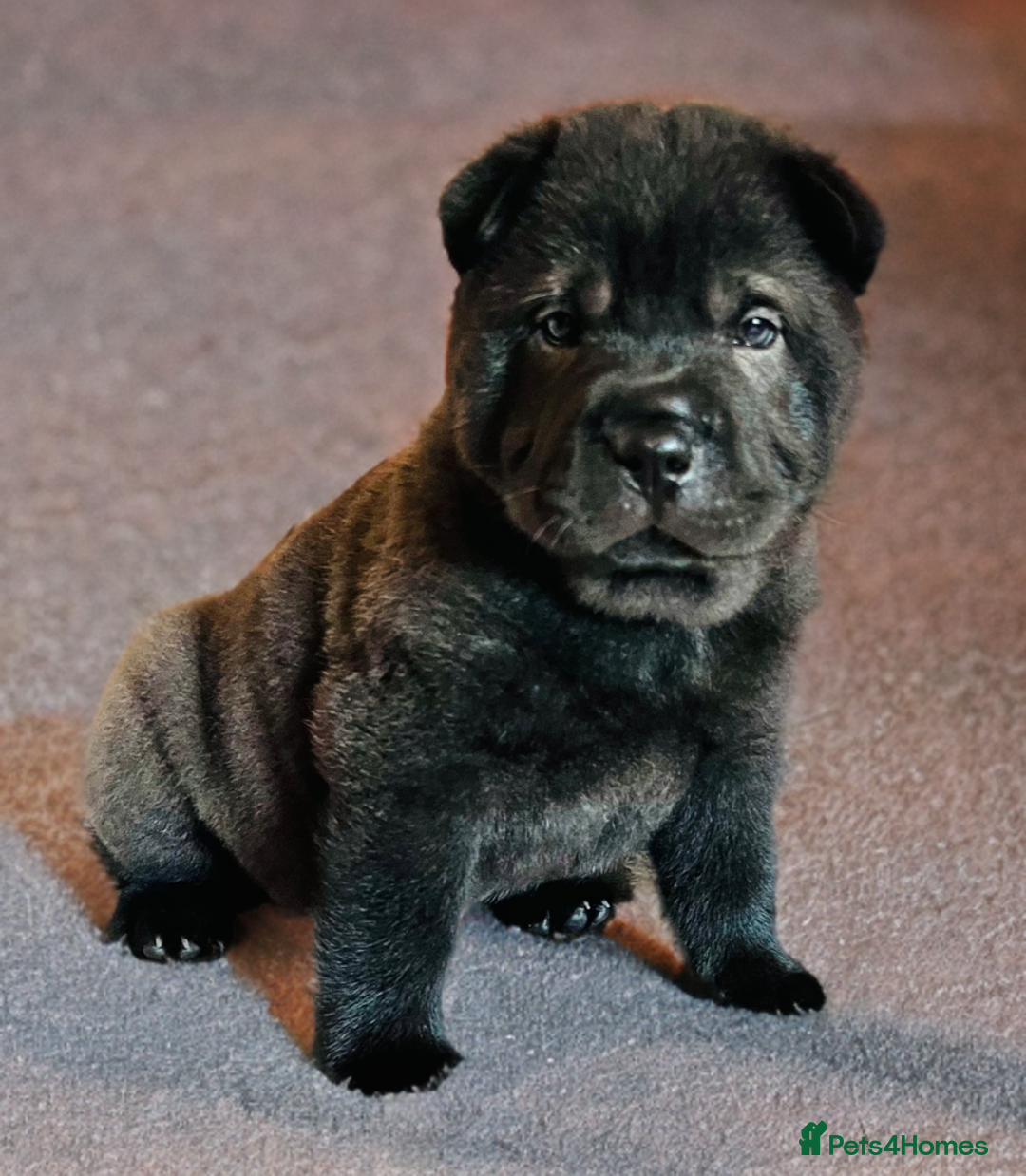 Mixed Breed dogs for sale: ChowPei Pups  - Advert 2