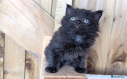 Maine Coon cats for sale: 6 Maine Coon X Polydactyl Kittens - Image 9
