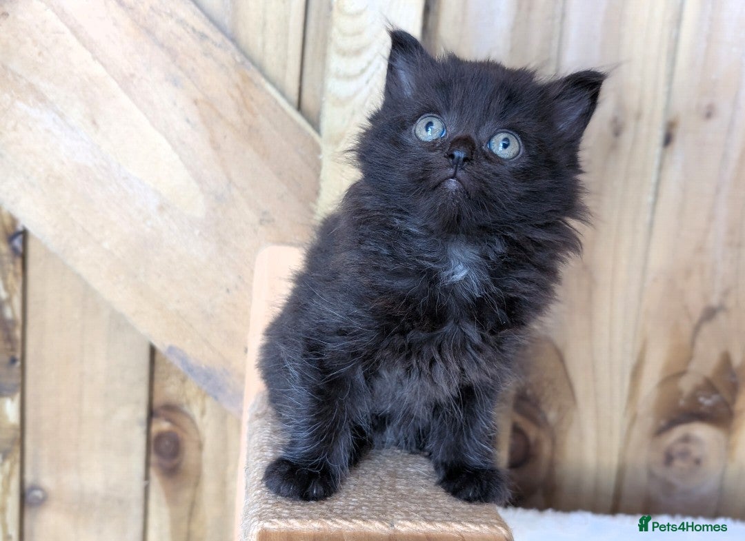 Maine Coon cats for sale: 6 Maine Coon X Polydactyl Kittens - Image 9