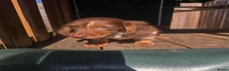 Miniature Dachshund dogs for sale: Ready Now  - Advert 5