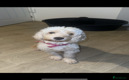 Cockapoo dogs for sale: 1 brown female cockapoo  - Image 2