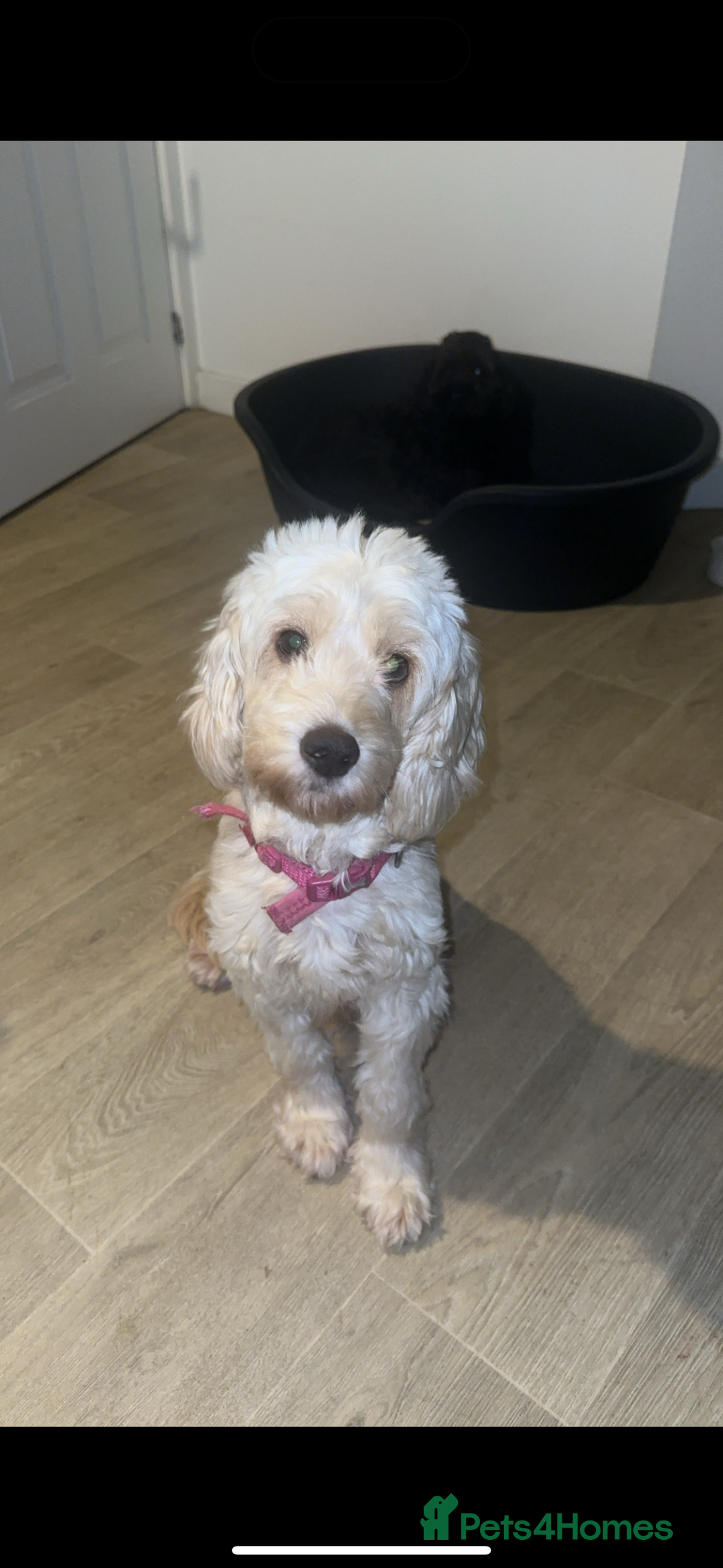 Cockapoo dogs for sale: 1 brown female cockapoo  - Image 2