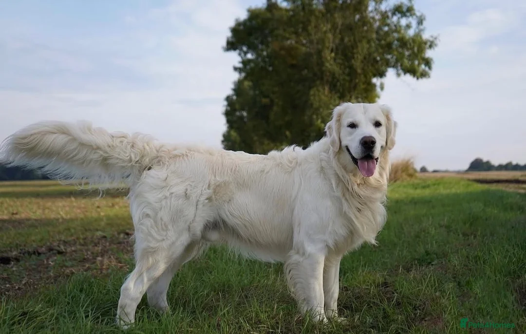 Golden Retriever dogs for sale: Big Chunky Golden Retriever K Club Registered Pups - Advert 11
