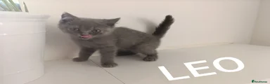 British Shorthair 2
