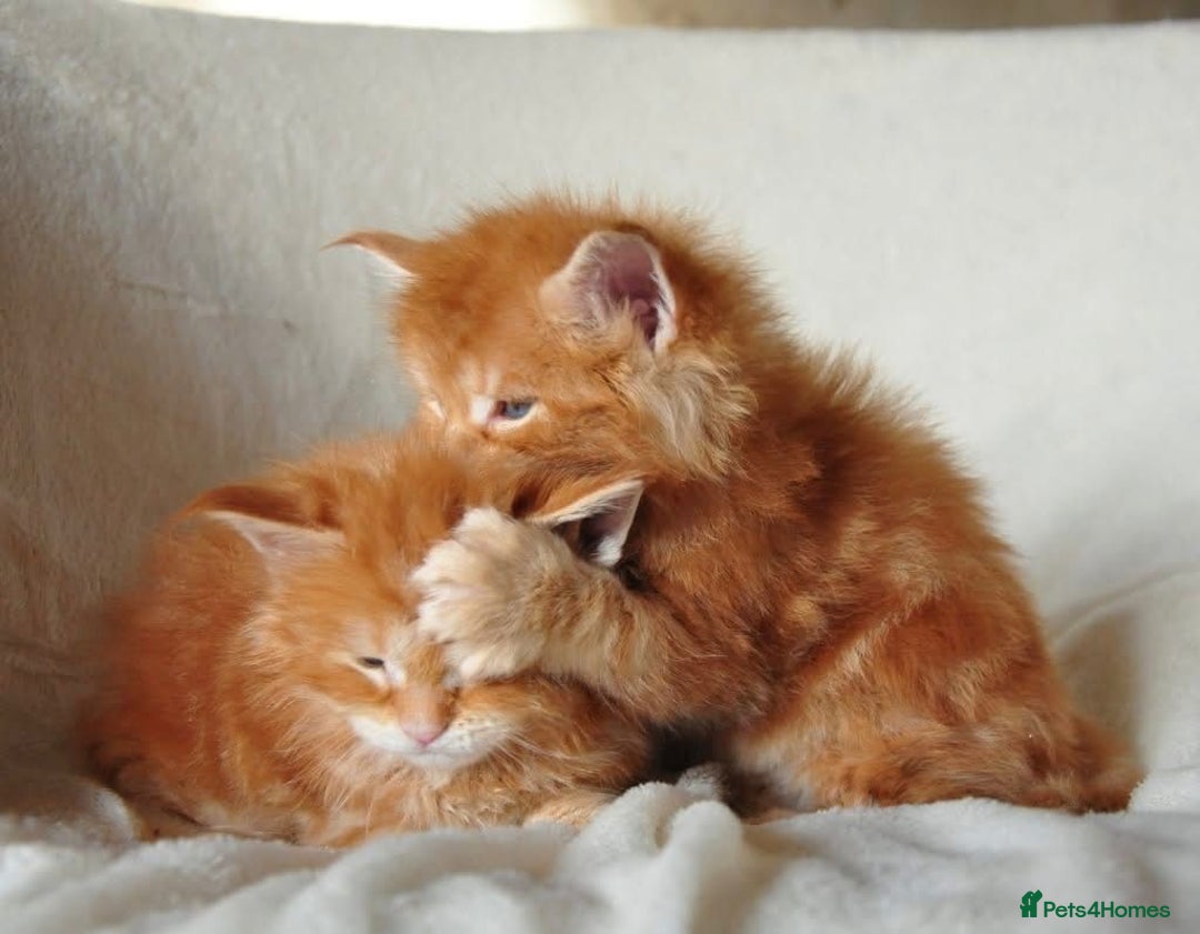 Maine Coon cats for sale: Mane Coon xxxl - Image 13
