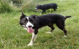 Border Collie dogs for sale: Border Collie dog, rehoming  - Image 2